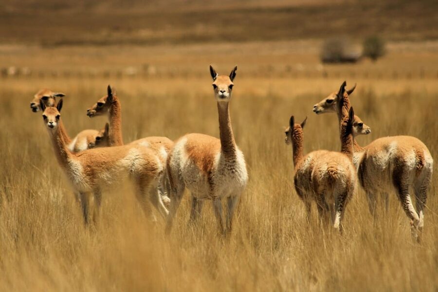 From Arequipa: Colca Valley & Thermal Baths Small-Group Trip - Chacapi’s 38°C thermal baths