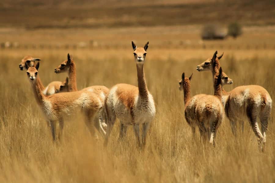 From Arequipa: Colca Valley & Thermal Baths Small-Group Trip - The 3:00 am start and the road to Chivay