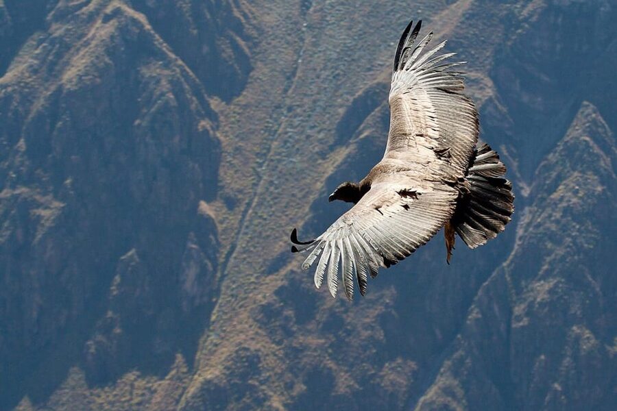 From Arequipa: Full Day Tour of Colca Canyon with Meals - Chacapi hot springs at 11:30 a.m.