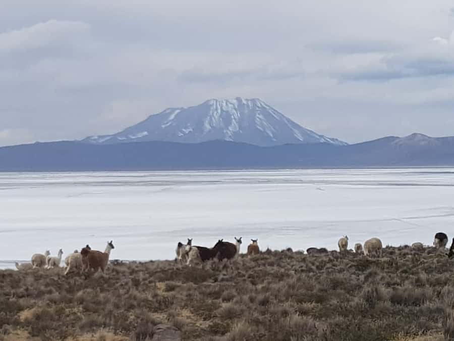 From Arequipa: Salinas Lagoon Full-Day Trip with Hot Springs - Why Salinas Lagoon makes a good day trip from Arequipa
