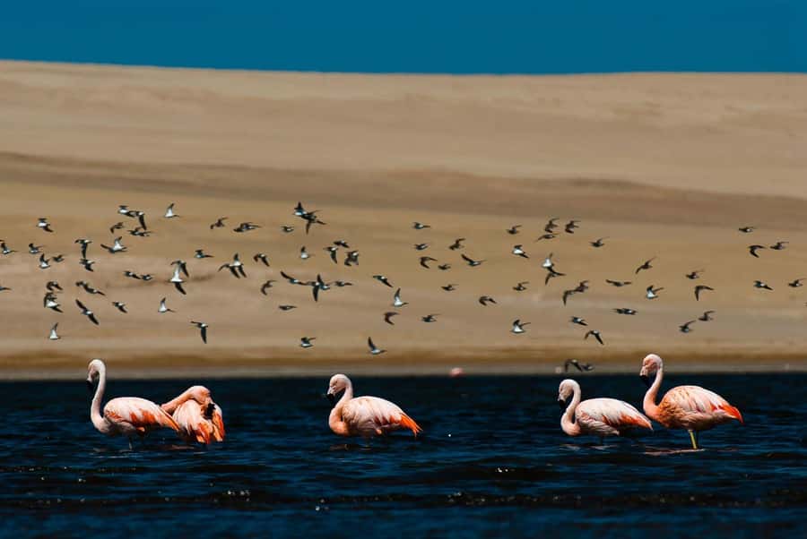 From Arequipa: Salinas Lagoon Full-Day Trip with Hot Springs - Alto Simbral at 4,200 meters