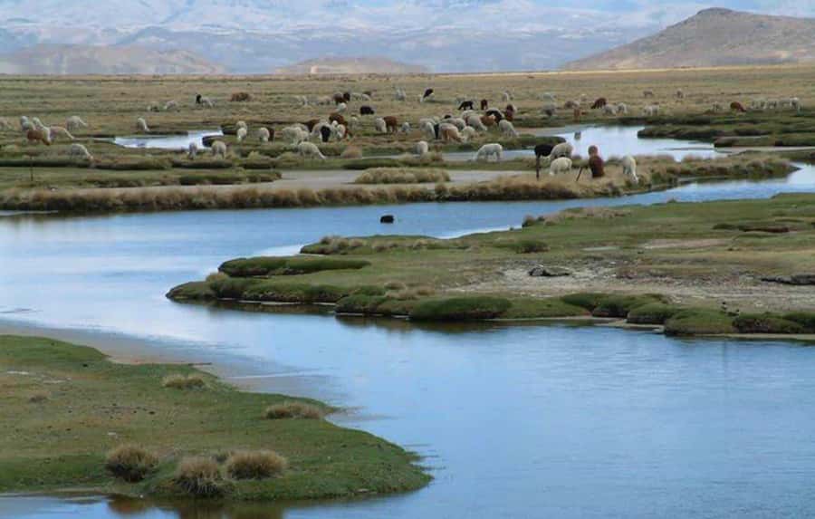 From Arequipa: Salinas Lagoon Full-Day Trip with Hot Springs - Salinas Lagoon: salt, flamingos, and water mirrors