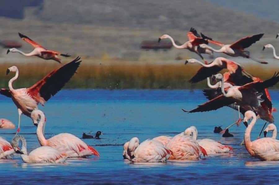 From Arequipa: Salinas Lagoon Full-Day Trip with Hot Springs - Lunch in Chiguata and the long ride back