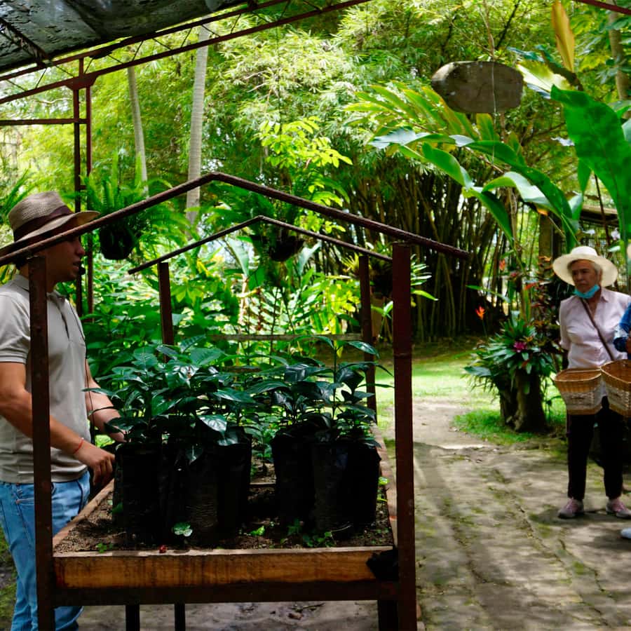 From Bogotá: Coffee Farm and Tequendama Falls Tour - Birds, plants, and the farm setting