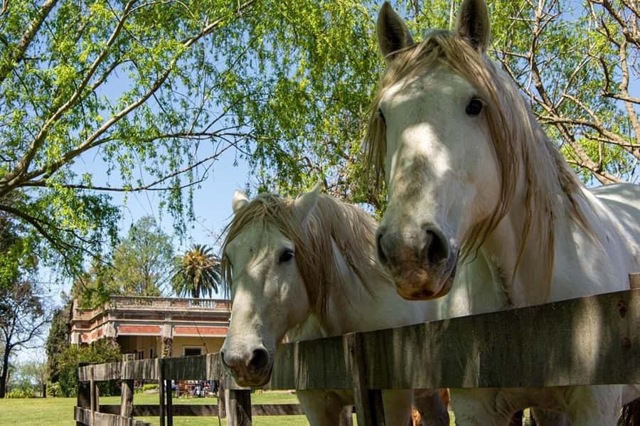 From Buenos Aires: Gaucho and Ranch Day Tour - Practical booking advice