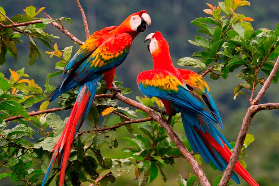 From Cusco: 4-Day Manu National Park Guided Tour - Key points to know before booking