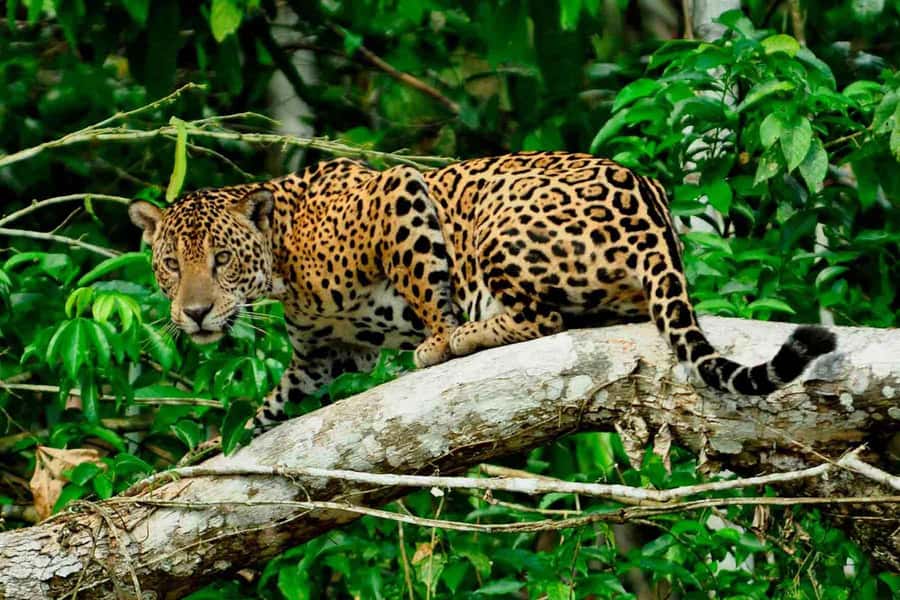 From Cusco: 4-Day Manu National Park Guided Tour - From Cusco to Paucartambo: the long road into the forest