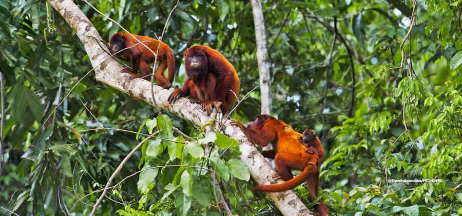 From Cusco: 4-Day Manu National Park Guided Tour - The guides can make or break the wildlife days