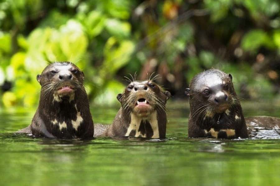 From Cusco: 4-Day Manu National Park Guided Tour - Should you book this Manu tour?