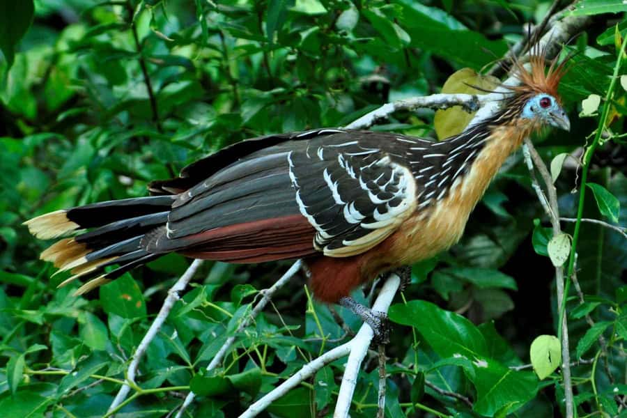From Cusco: 4-Day Manu National Park Guided Tour - Pillcopata and the first basic lodge night