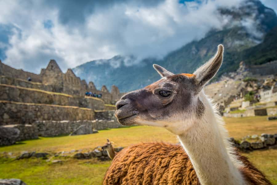 From Cusco: Machu Picchu Full-Day Guided Tour - Inside Machu Picchu with a site guide