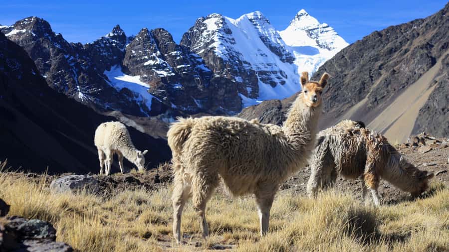 From Cusco: Rainbow Mountain Trek - The two-hour return to Quesiuno
