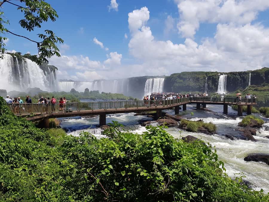 From Foz do Iguaçu: Brazilian Falls and Bird Park Tour - The Atlantic Forest birds come first