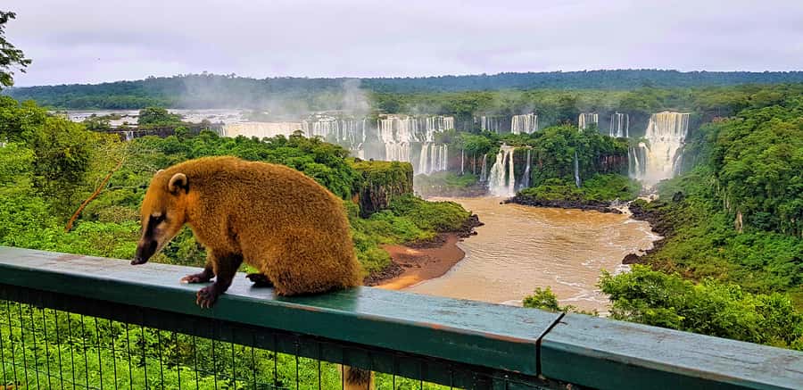 From Foz do Iguazu: Brazil Iguazu Falls & Macuco Safari Boat - From Foz do Iguaçu to the National Park
