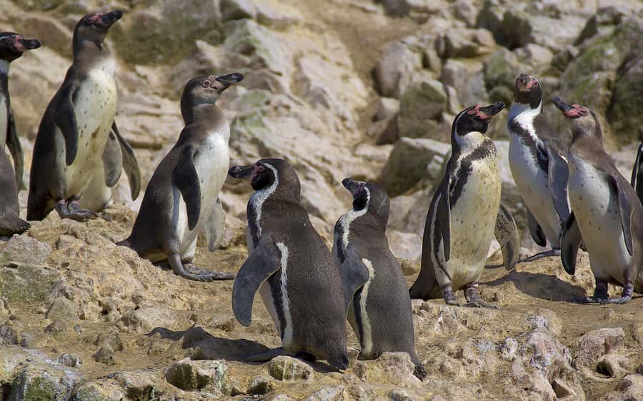 From Huacachina: Ballestas and Paracas Reserve - GROUP TOUR - Key points to know before booking