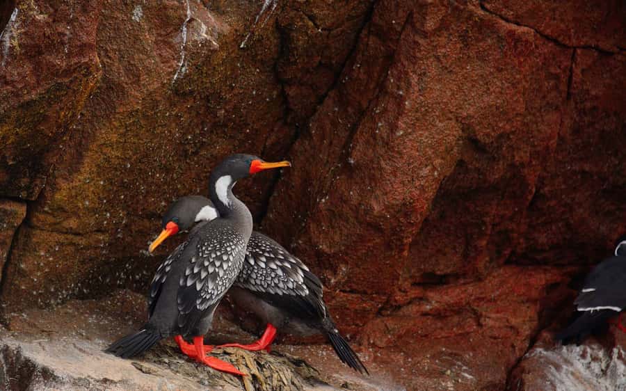 From Huacachina: Ballestas and Paracas Reserve - GROUP TOUR - Paracas National Reserve: red sand, cliffs, and salt