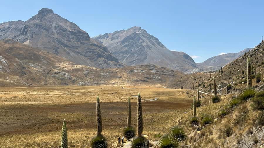 From Huaraz: Tour to the Pastoruri Glacier and Puya Raimondi - Puma Pampa’s carbonated water and Puya Raimondi