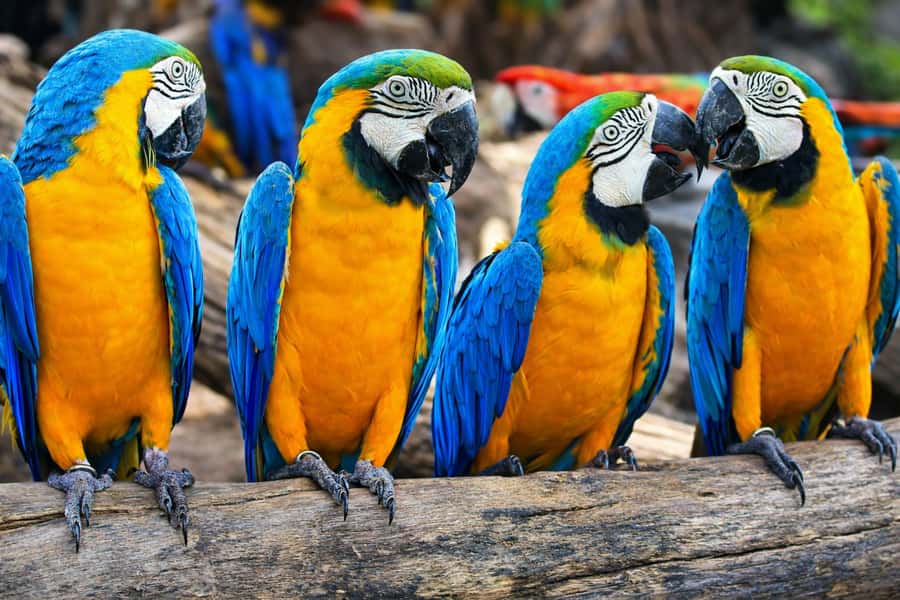 From Iquitos: 3-Day Amazon Jungle Adventure Trip - Butterfly farm and riverside village on day one