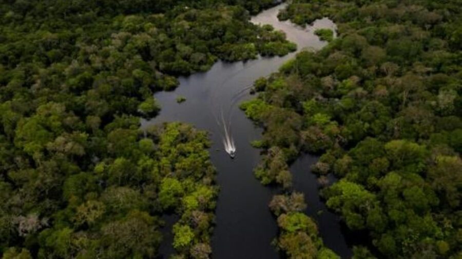 From Iquitos: 3-Day Amazon Jungle Adventure Trip - The botanical walk and lianas on day three