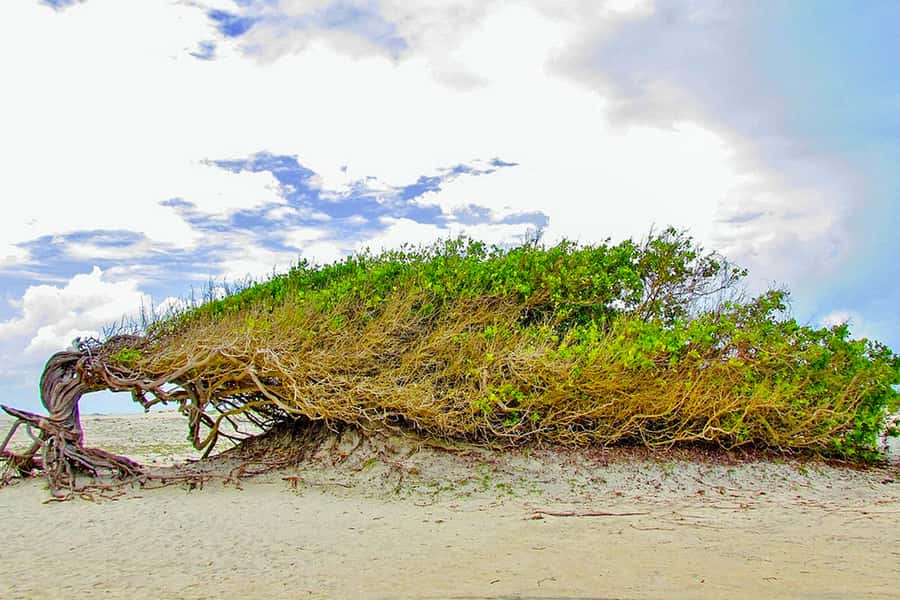 From Jericoacoara: Preá Beach and Paradise Lagoon Tour - The Tree of Laziness and Jericoacoara’s beach photos