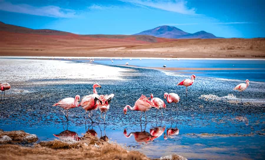From La Paz: 4-Day Trip to San Pedro de Atacama w/Salt Flats - Key points to know before booking