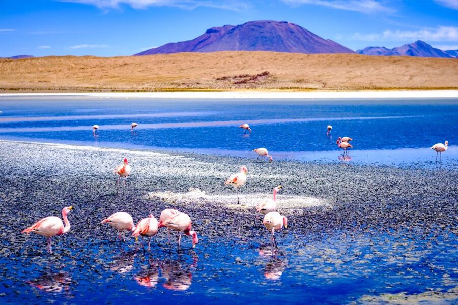 From La Paz: 4-Day Trip to San Pedro de Atacama w/Salt Flats - Guides, drivers, and the small-group setup