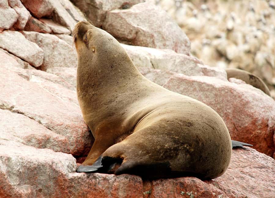 From Lima: Ballestas Islands and Huacachina Sunset Day Trip - Key points to know before booking