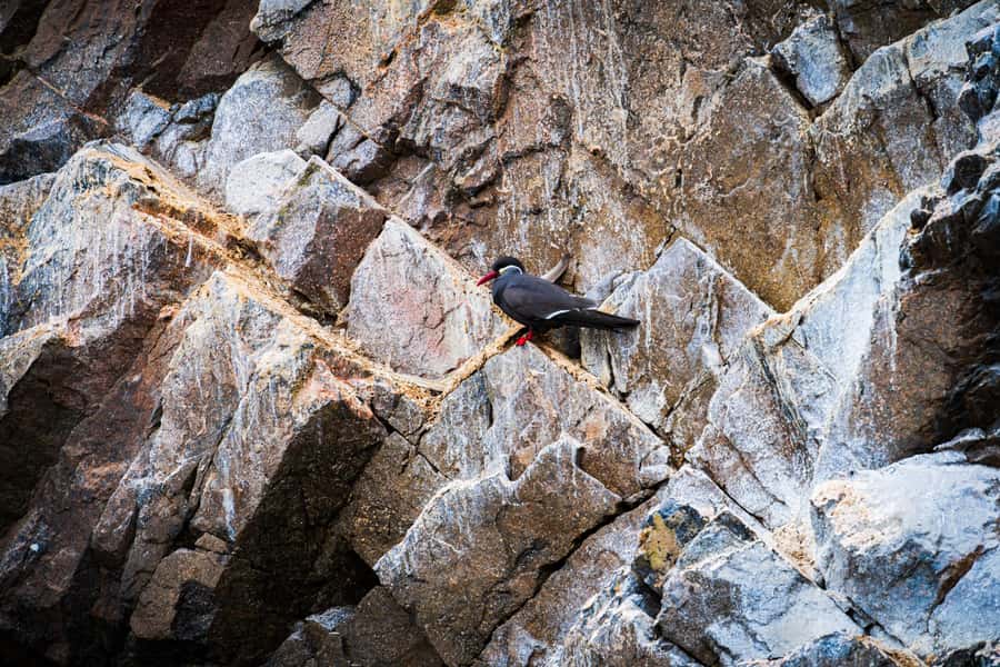 From Lima: Ballestas Islands, Huacachina, and Vineyard Tour - Practical Packing Advice for the Coast and Desert