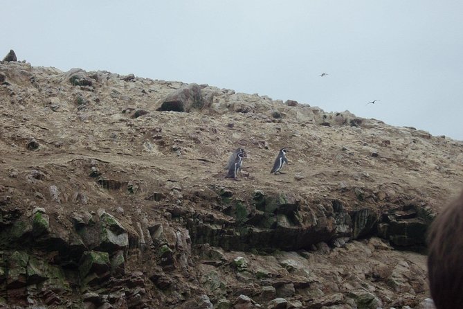 From Lima: Ballestas, Nazca Lines & Huacachina Oasis - Practical advice for making the day easier