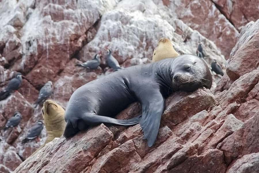From Lima: Day Trip to Paracas, Ica & Oasis Huacachina - FAQ