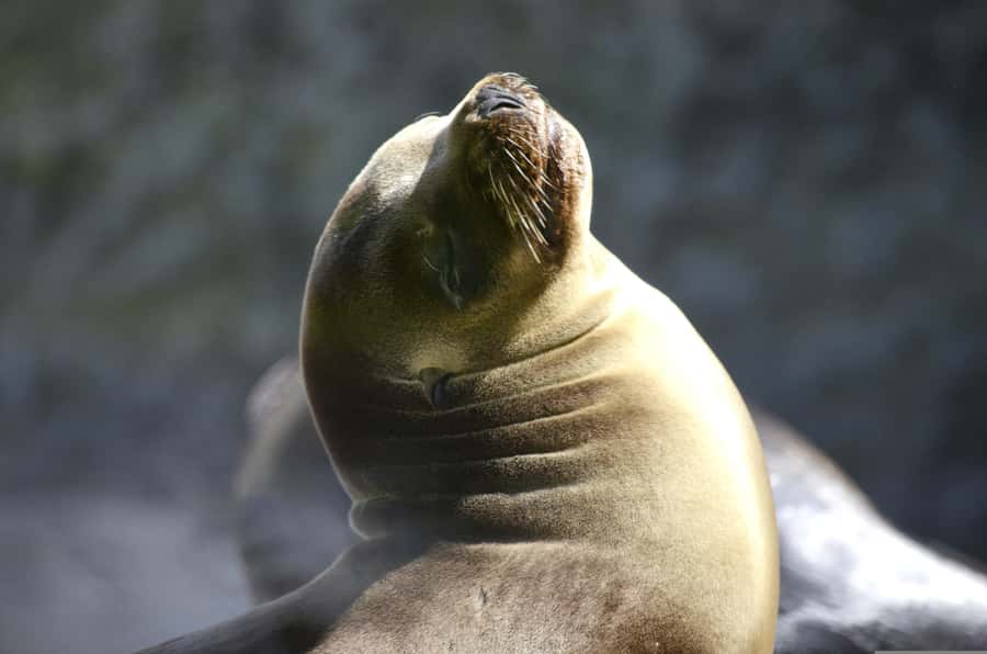 From Lima: Full Day to Paracas and Huacachina Desert Oasis - Why this day trip works from Lima