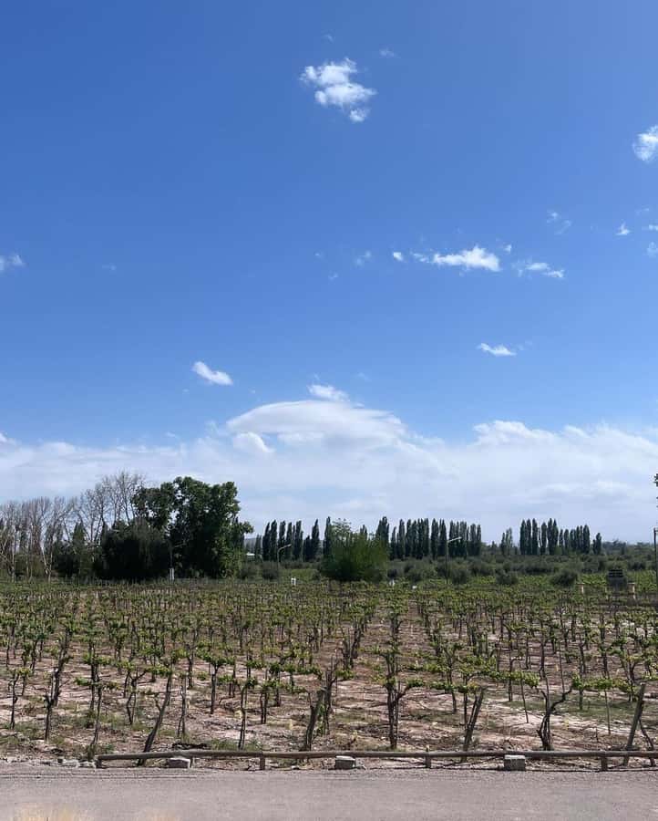 From Mendoza: 3 Wineries, Olive Oil Factory Tour & Tasting - Key points at a glance