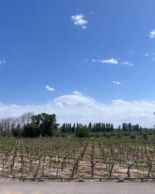 From Mendoza: 3 Wineries, Olive Oil Factory Tour & Tasting - The bilingual guide makes a real difference