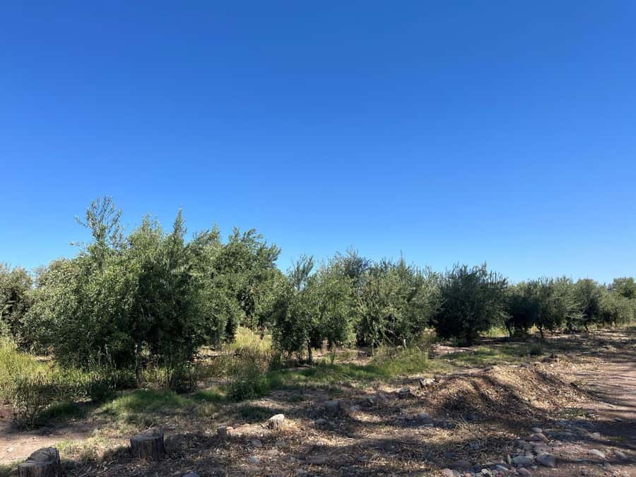 From Mendoza: 3 Wineries, Olive Oil Factory Tour & Tasting - Pickup from Mendoza and the ride to Maipú