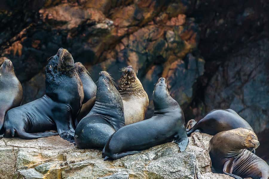 From Paracas: Ballestas Islands & Paracas National Reserve - Paracas National Reserve in a small vehicle