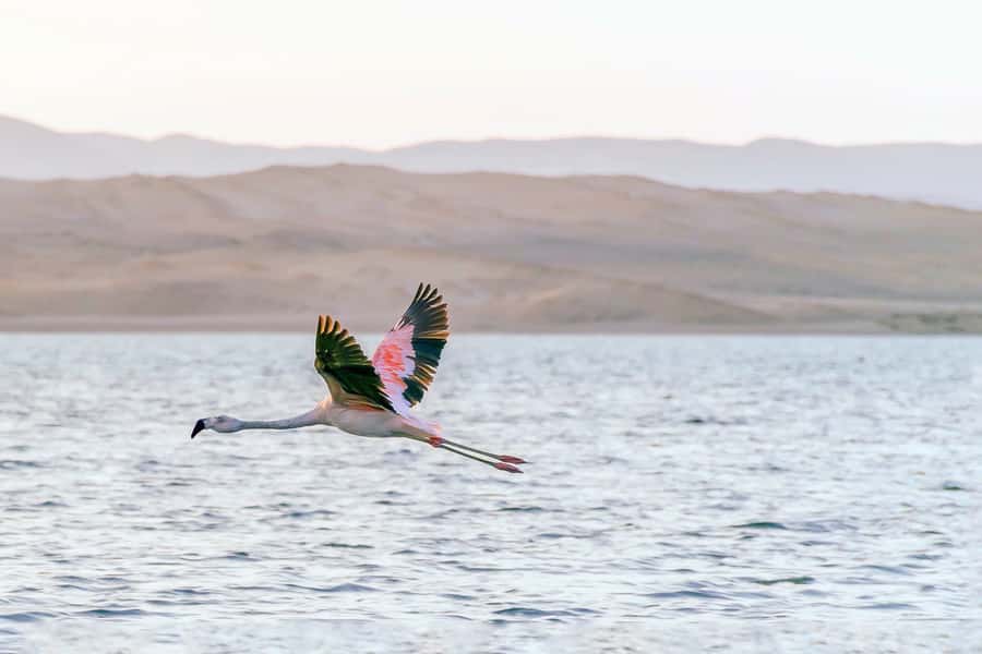 From Paracas: Ballestas Islands & Paracas National Reserve - The Cathedral and the force of the coast