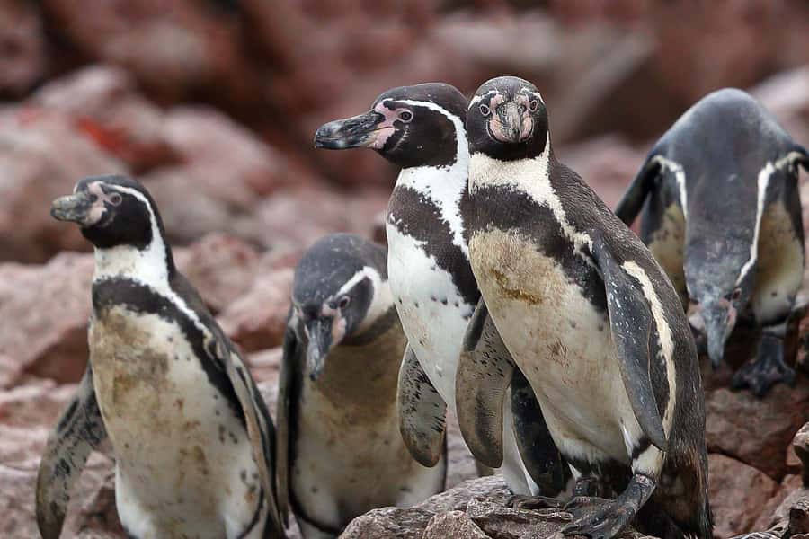 From Paracas: Ballestas Islands & Paracas National Reserve - The guides make the difference