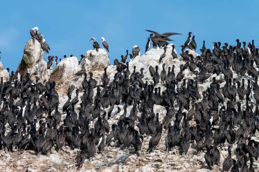 From Paracas: Ballestas Islands tour all Inclusive - Who should book this excursion