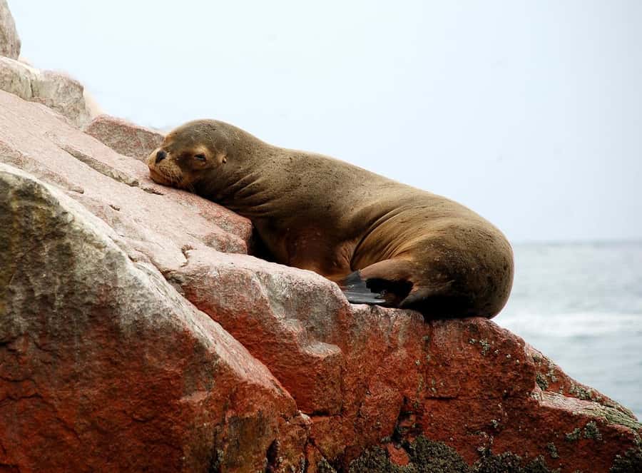 From Paracas: Ballestas Islands tour all Inclusive - The 10-minute ride and port views