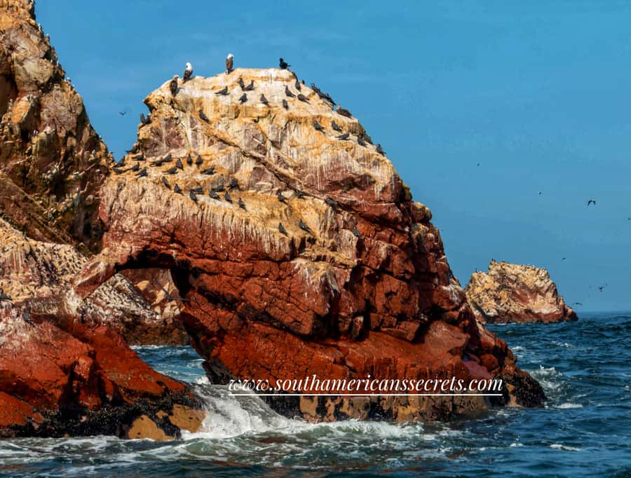 From Paracas: Ballestas Islands tour all Inclusive - Starting at Marina Turística