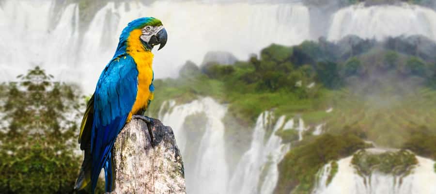 From Puerto Iguazu: Half-Day Brazilian Falls Excursion - Starting in Puerto Iguazu