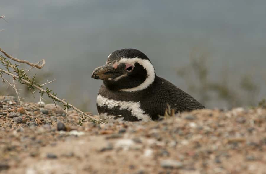 From Puerto Madryn: Penguin Tour & Península Valdés Day Trip - Group size, guides, and the long-day rhythm