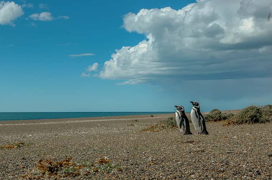 From Puerto Madryn: Penguin Tour & Península Valdés Day Trip - Why the penguin walk at San Lorenzo matters