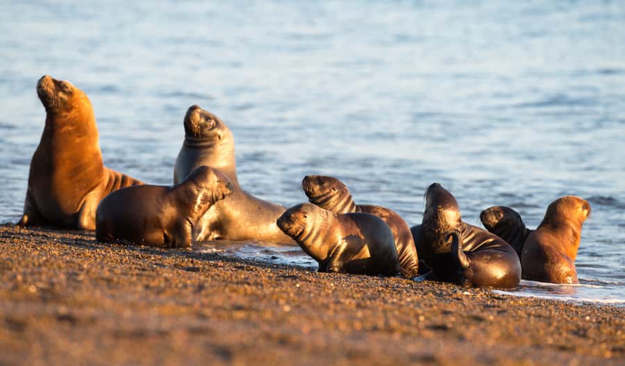 From Puerto Madryn: Penguin Tour & Península Valdés Day Trip - Lunch at a working Patagonian ranch