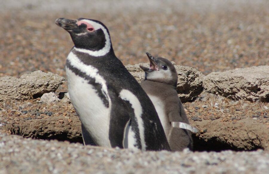 From Puerto Madryn: Penguin Tour & Península Valdés Day Trip - Punta Norte: seals, elephant seals, and a slim chance of orcas