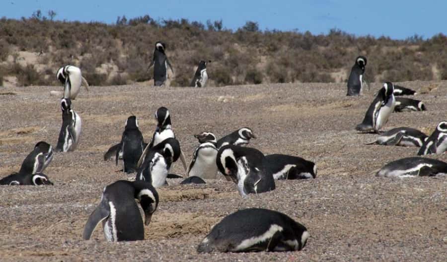 From Puerto Madryn: Penguin Tour & Península Valdés Day Trip - Spotting guanacos, rheas, maras, and foxes from the road
