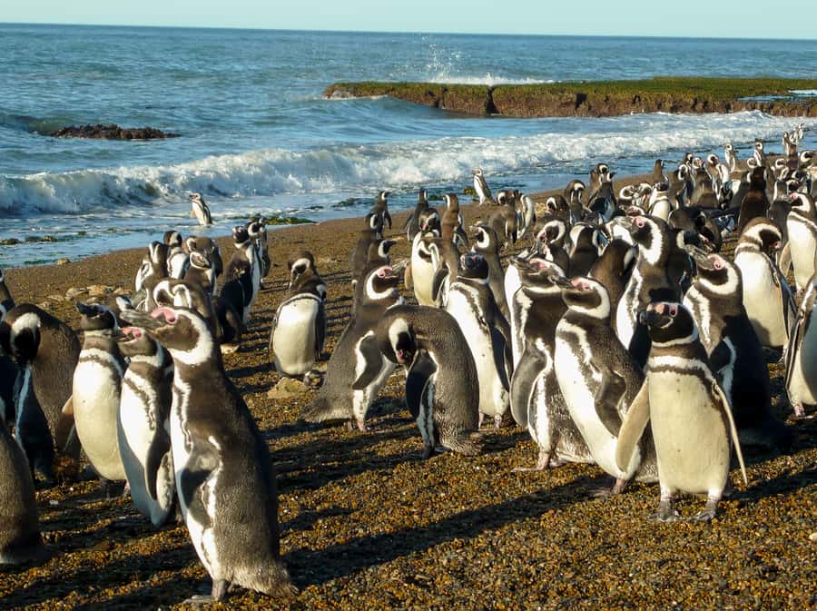 From Puerto Madryn: Penguin Tour & Península Valdés Day Trip - The Carlos Ameghino Interpretation Center