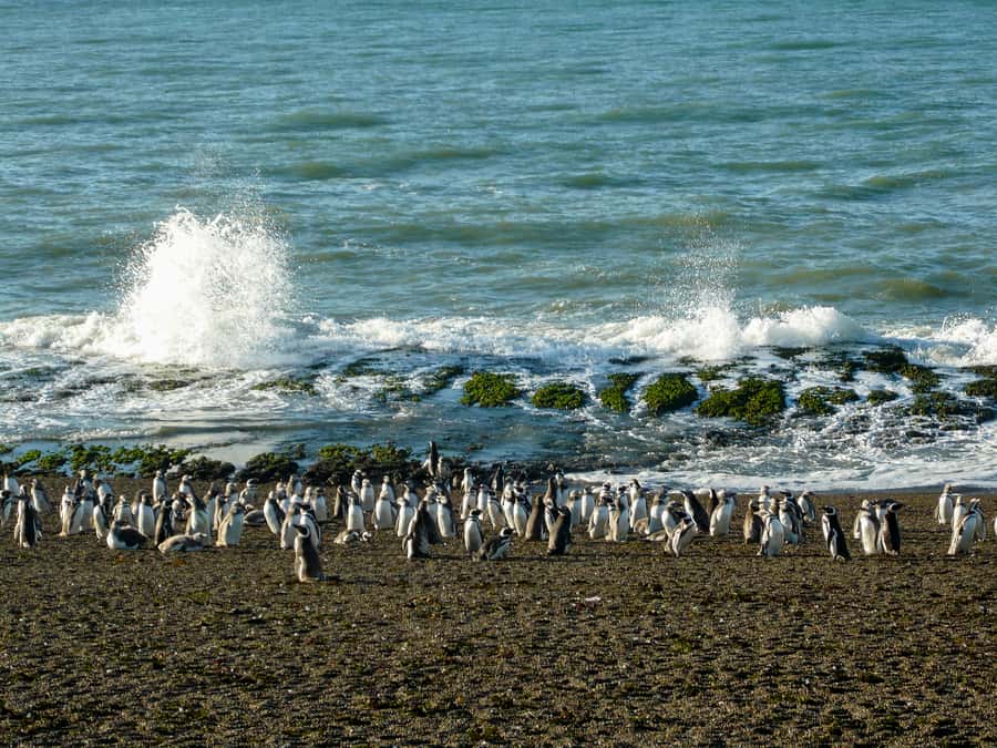From Puerto Madryn: Penguin Tour & Península Valdés Day Trip - How much value do you get for $198?