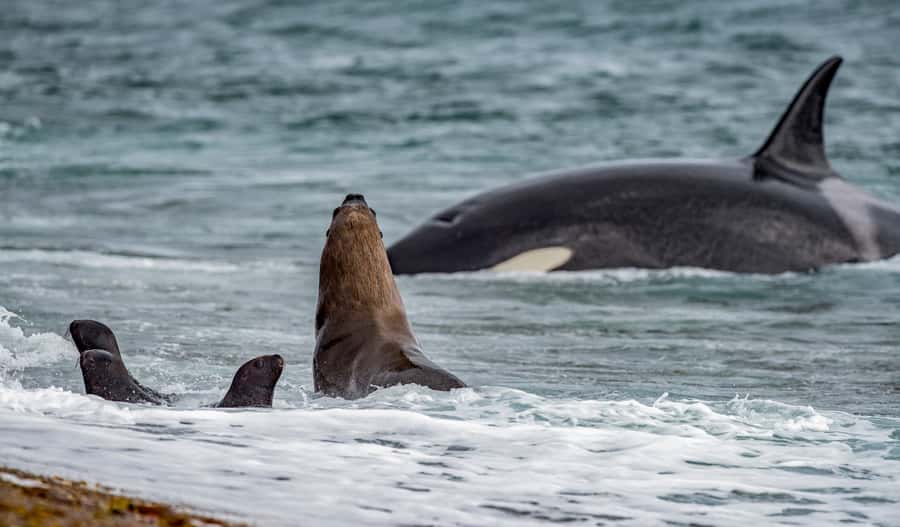 From Puerto Madryn: Penguin Tour & Península Valdés Day Trip - Leaving Puerto Madryn for Península Valdés