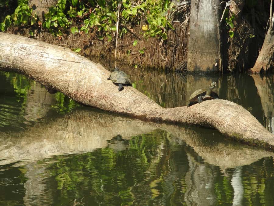 From Puerto Maldonado: Tambopata National Reserve 3-Day Tour - How strong is the value at $279?